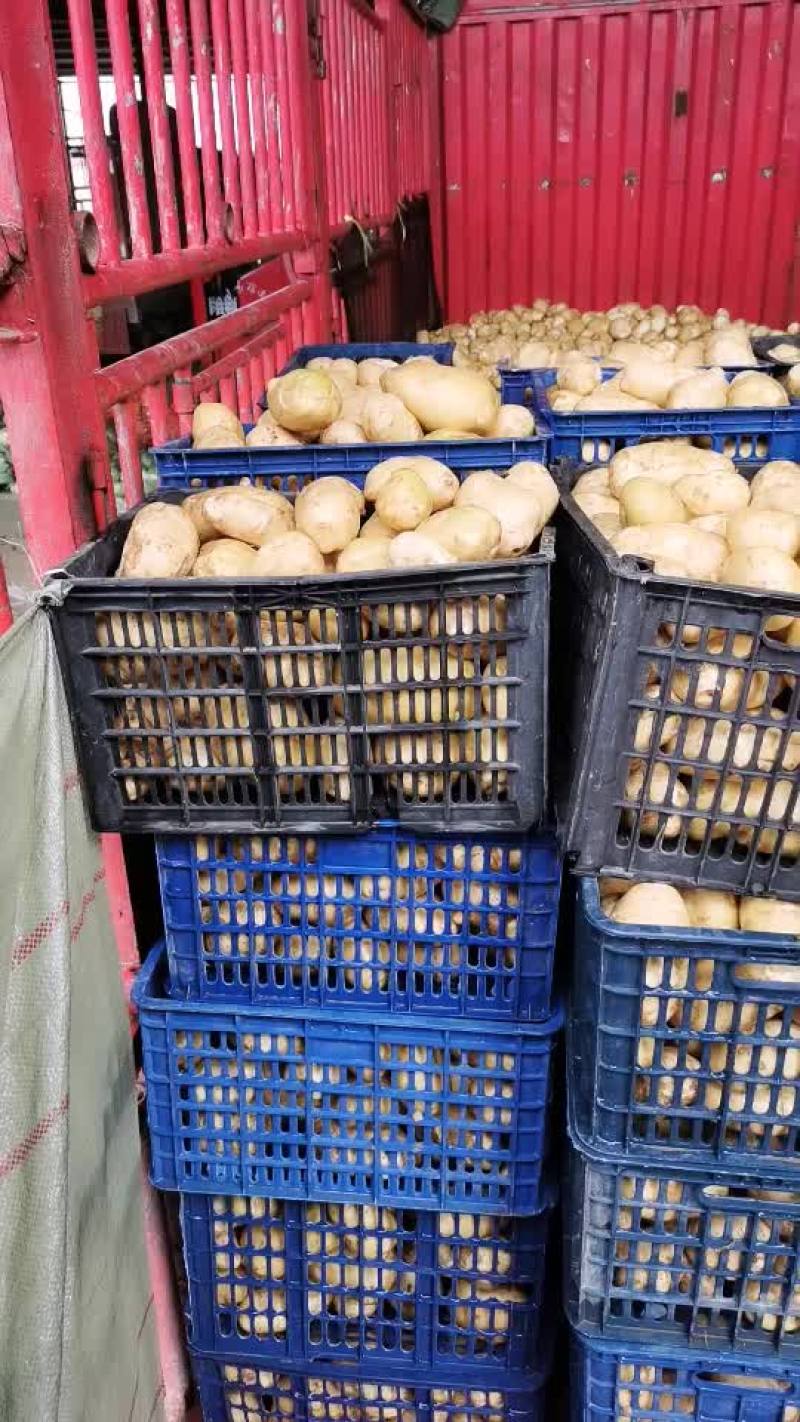 精品土豆
