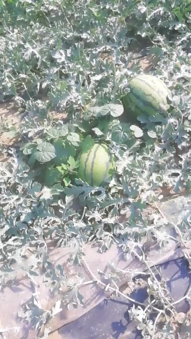 甜王西瓜八斤底