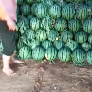 瓜果类