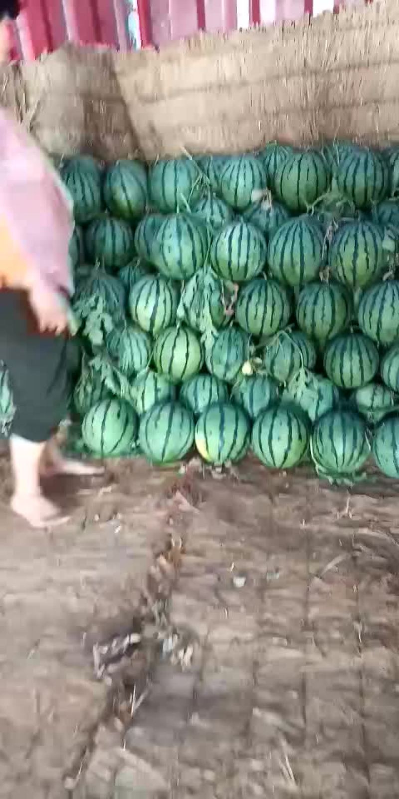 瓜果类
