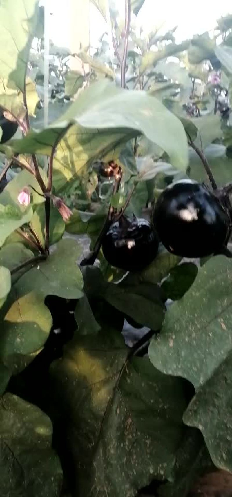 圆茄苗