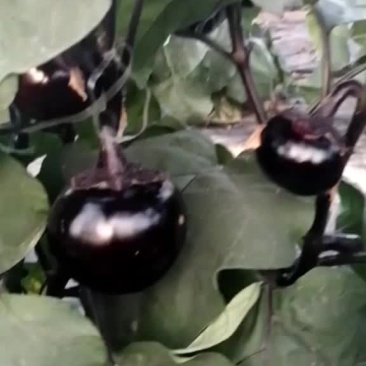 圆茄苗