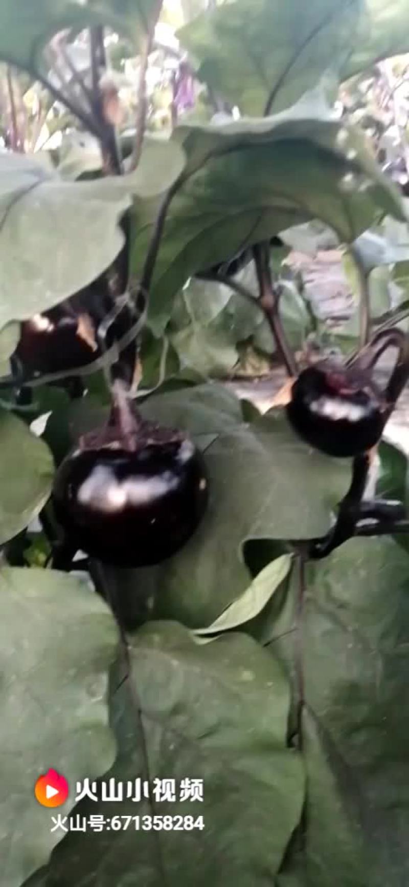 圆茄苗
