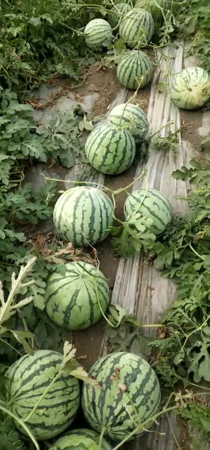 8424西瓜大量上市，八成以上熟度，