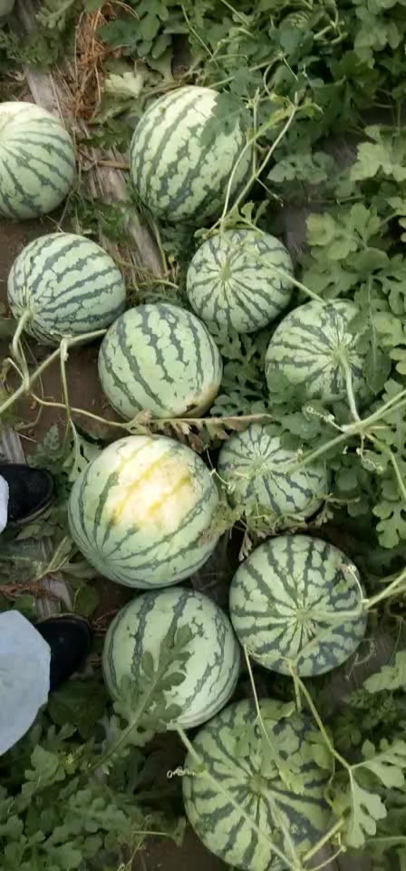 8424西瓜大量上市，八成以上熟度，