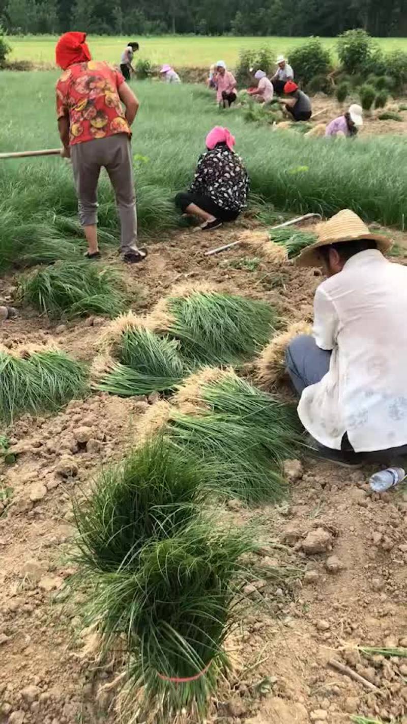 知母苗