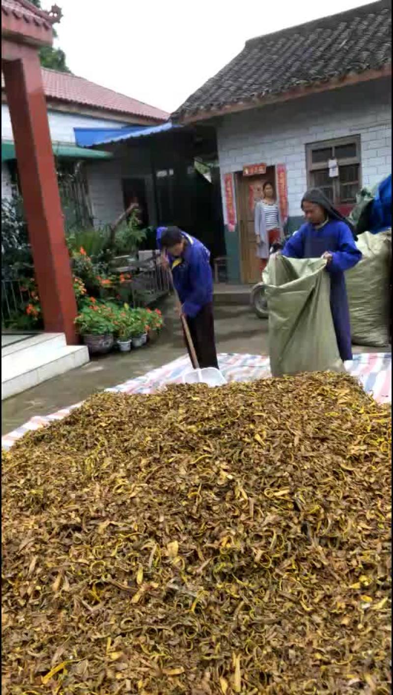 四川黄柏丝，产地直销，货干