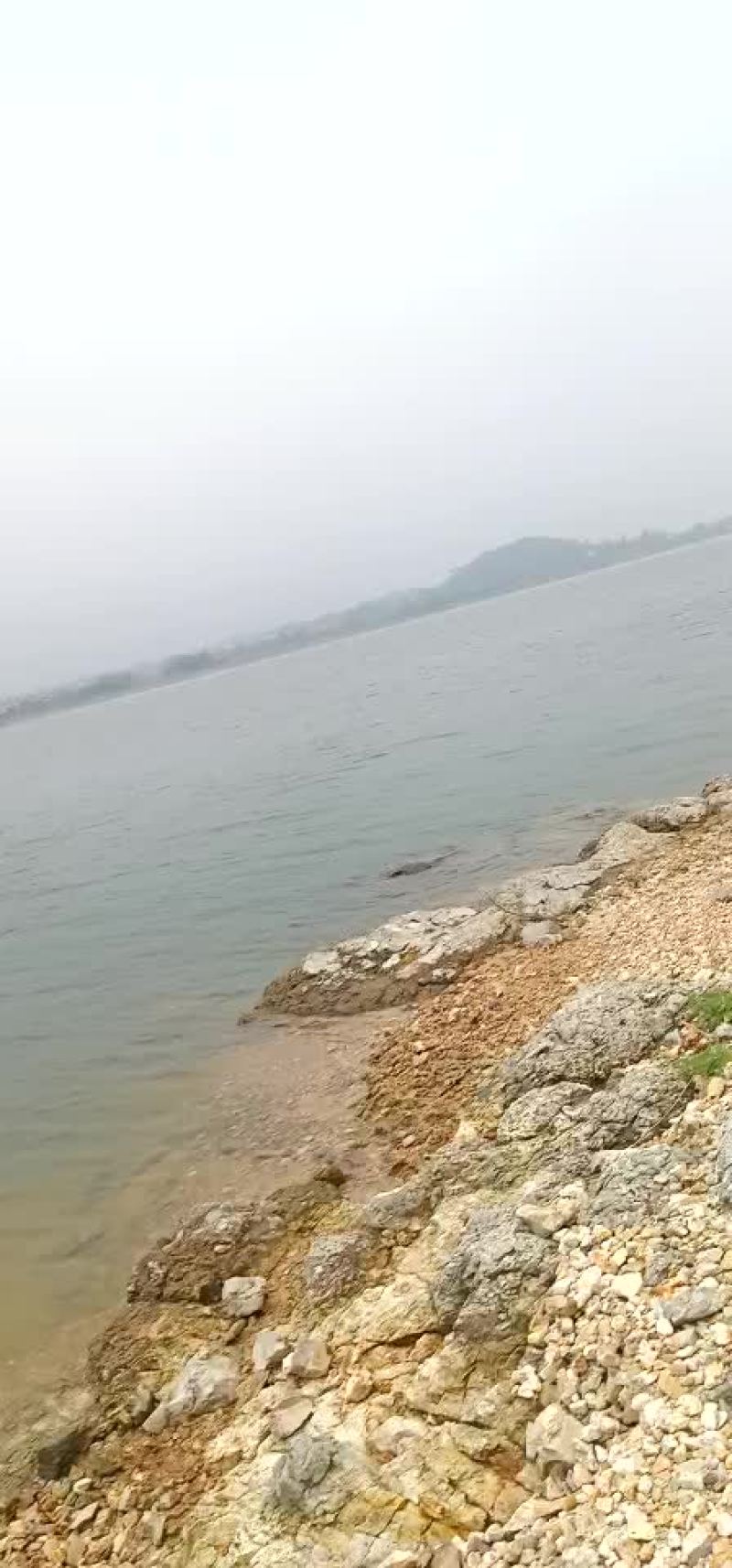 白鲢鱼有兴趣的速度。