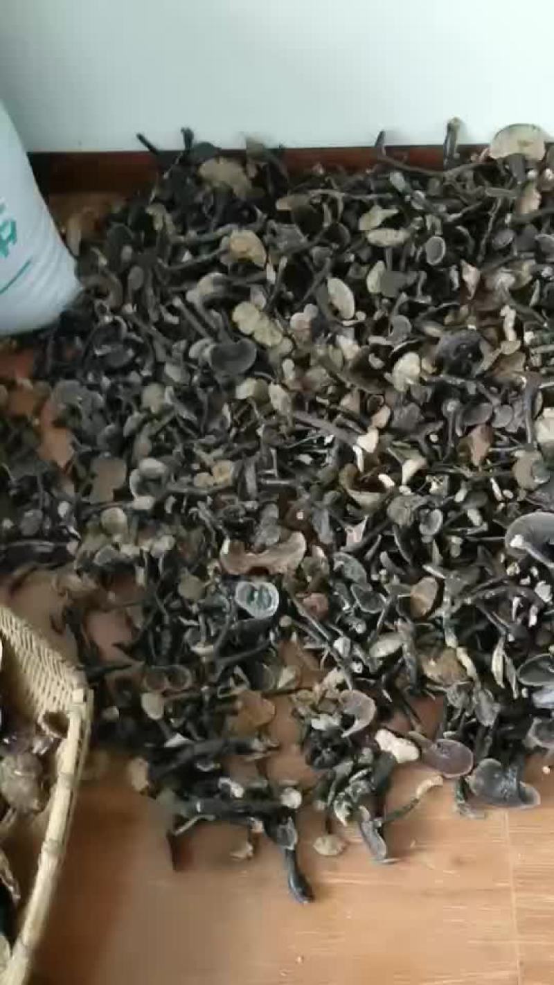 黑灵芝