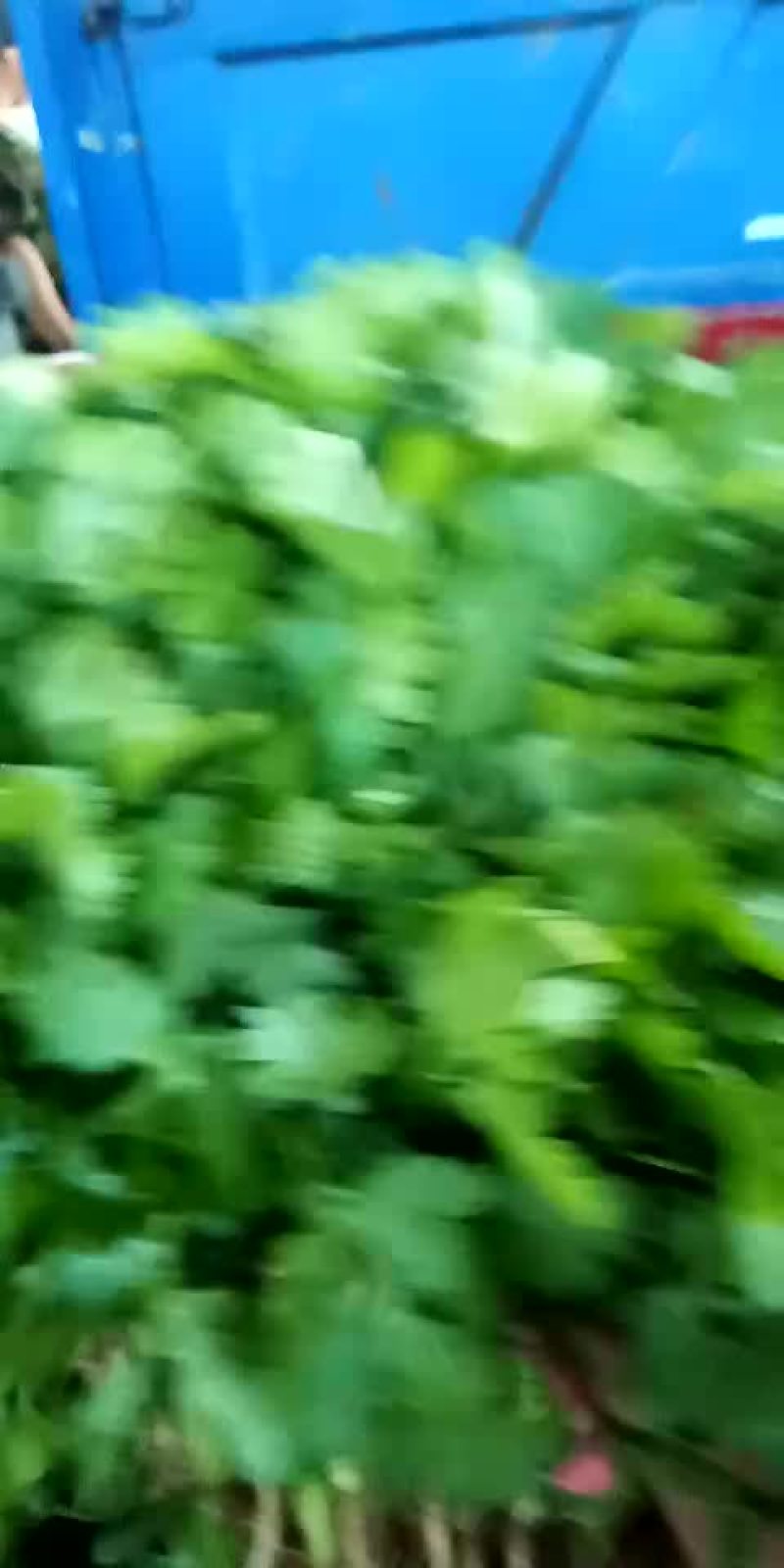 大叶香菜