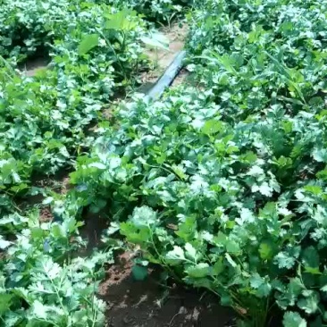 大叶香菜