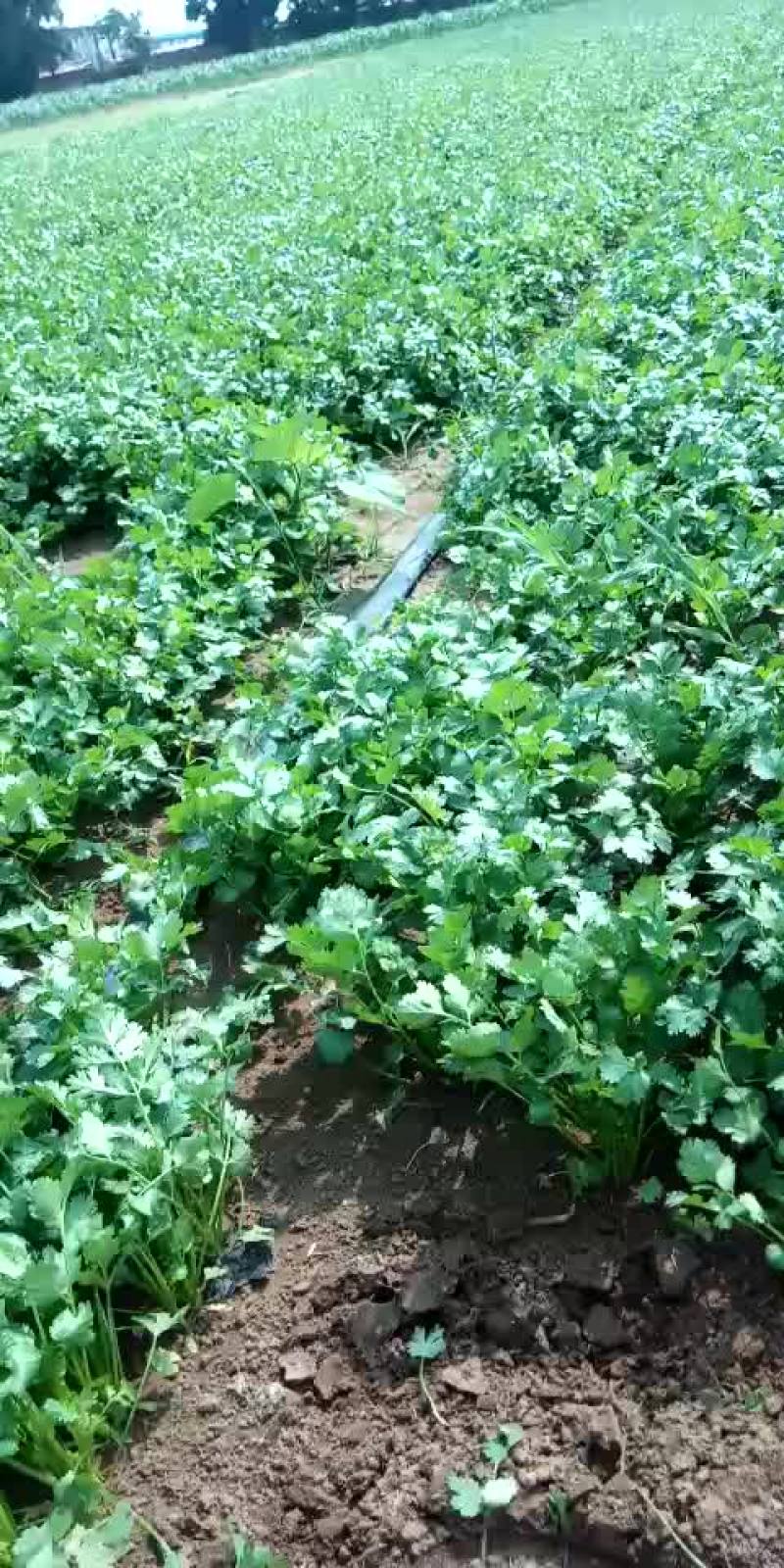 大叶香菜