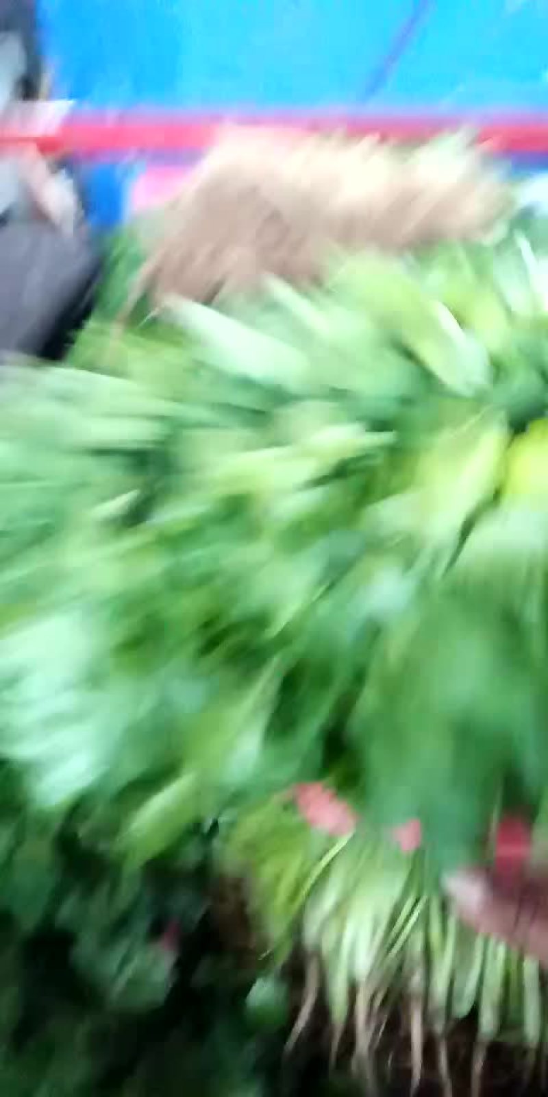 大叶香菜