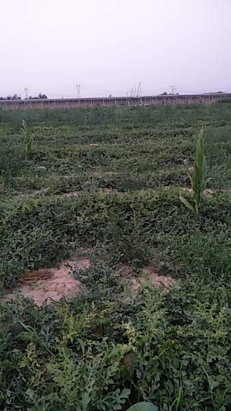龙卷风头茬皮毛好40亩有规划的联系