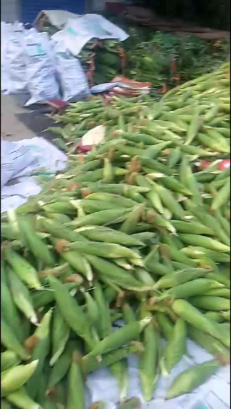 甜玉米