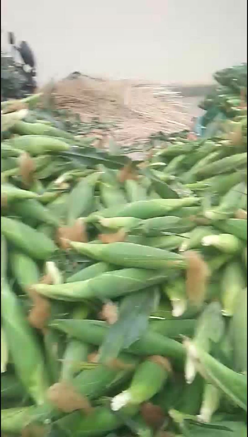甜玉米