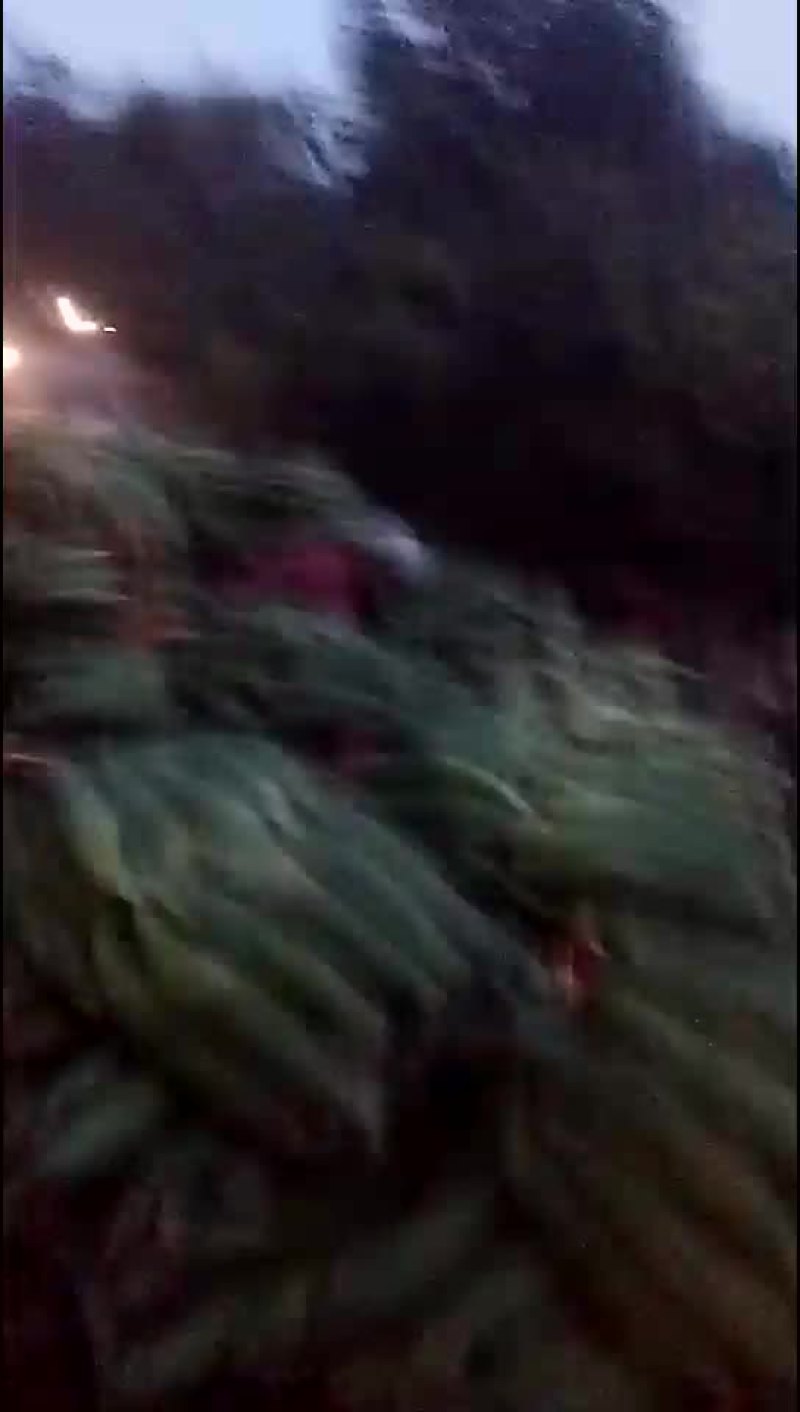 甜玉米