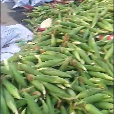 甜玉米