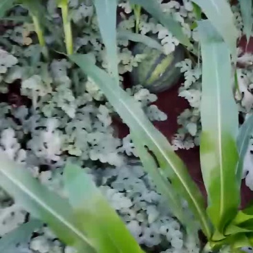 甜王