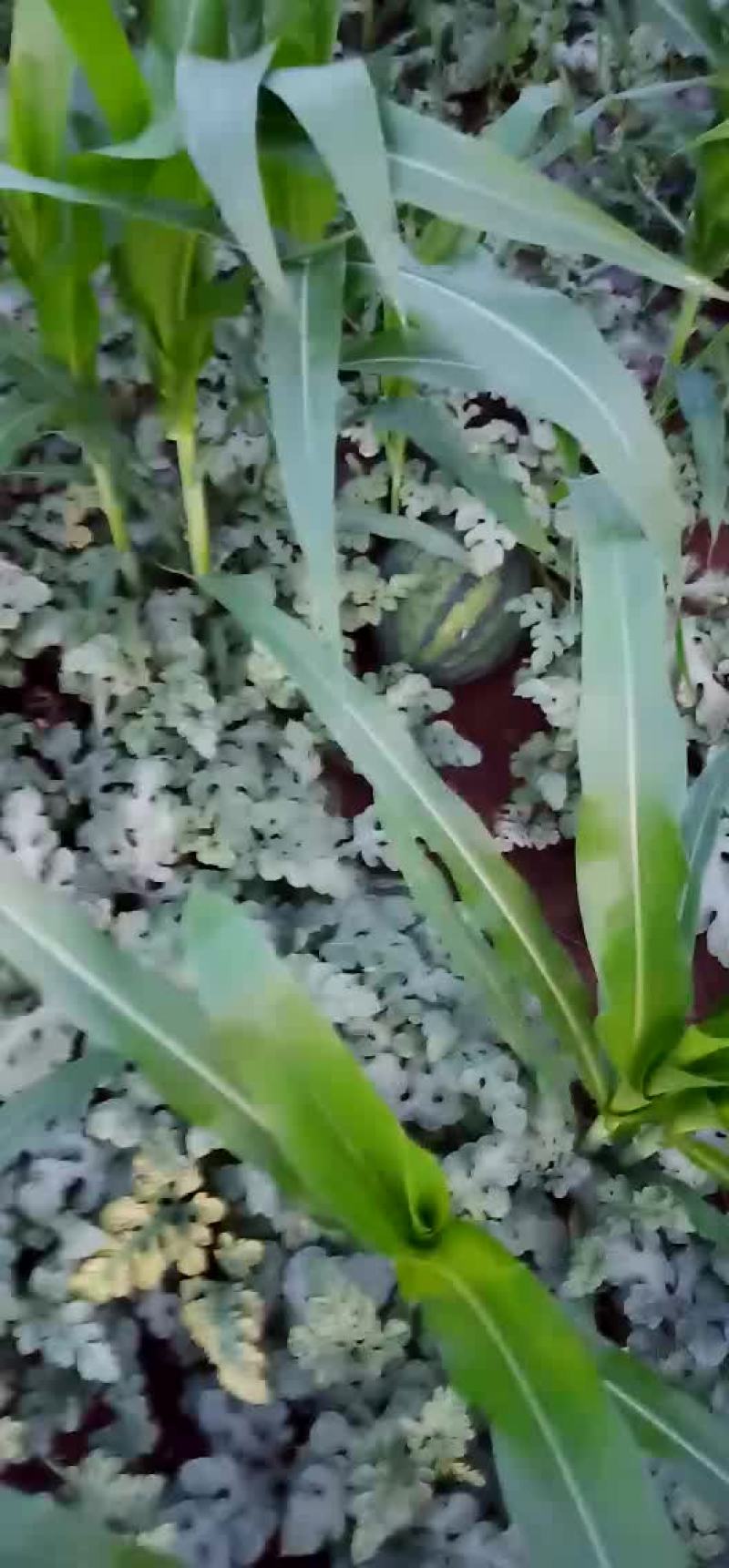 甜王
