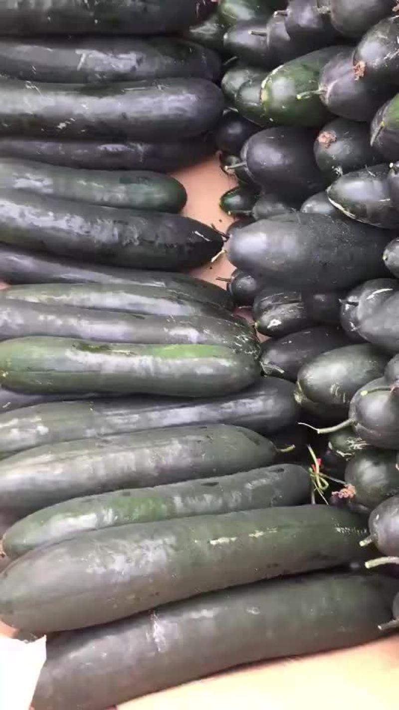 黑皮冬瓜