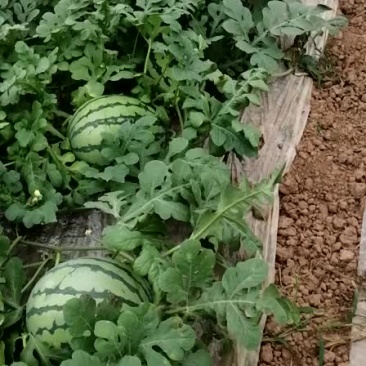 荣昌龙舌嘴旁120亩8424头批新地
