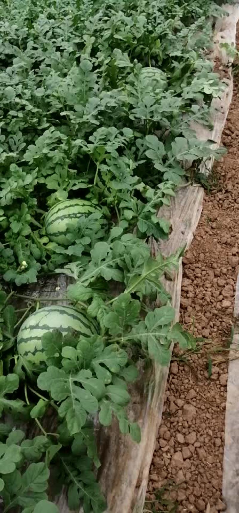 荣昌龙舌嘴旁120亩8424头批新地