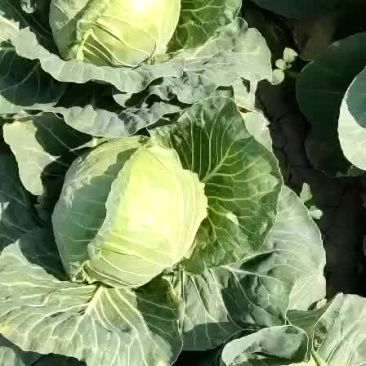 甘蓝大量上市