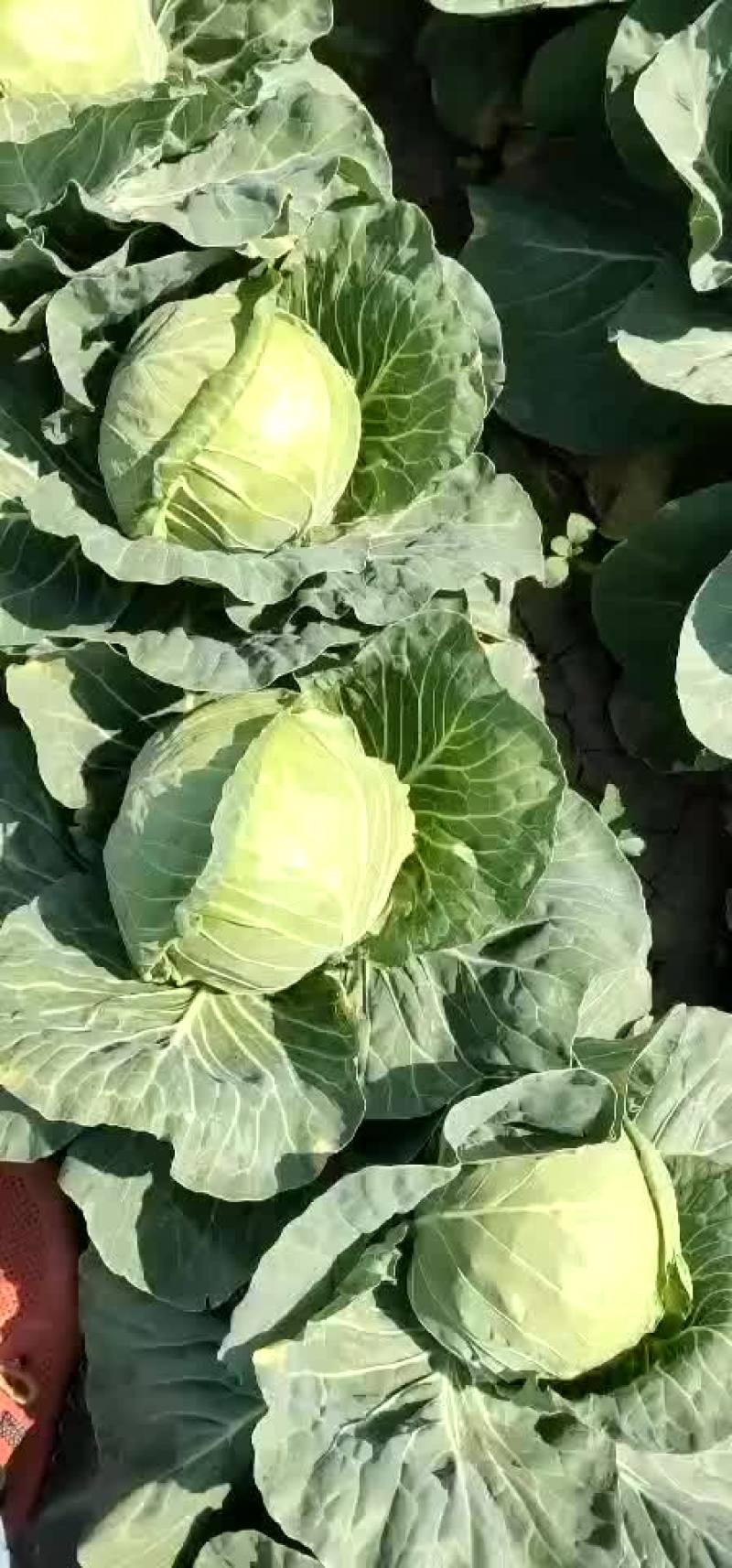 甘蓝大量上市