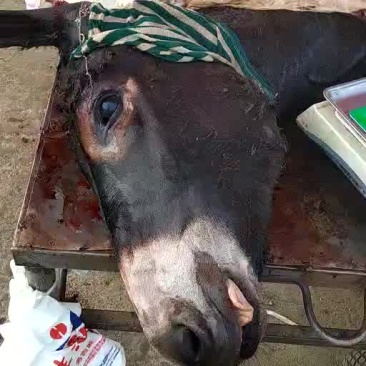 新鲜驴肉