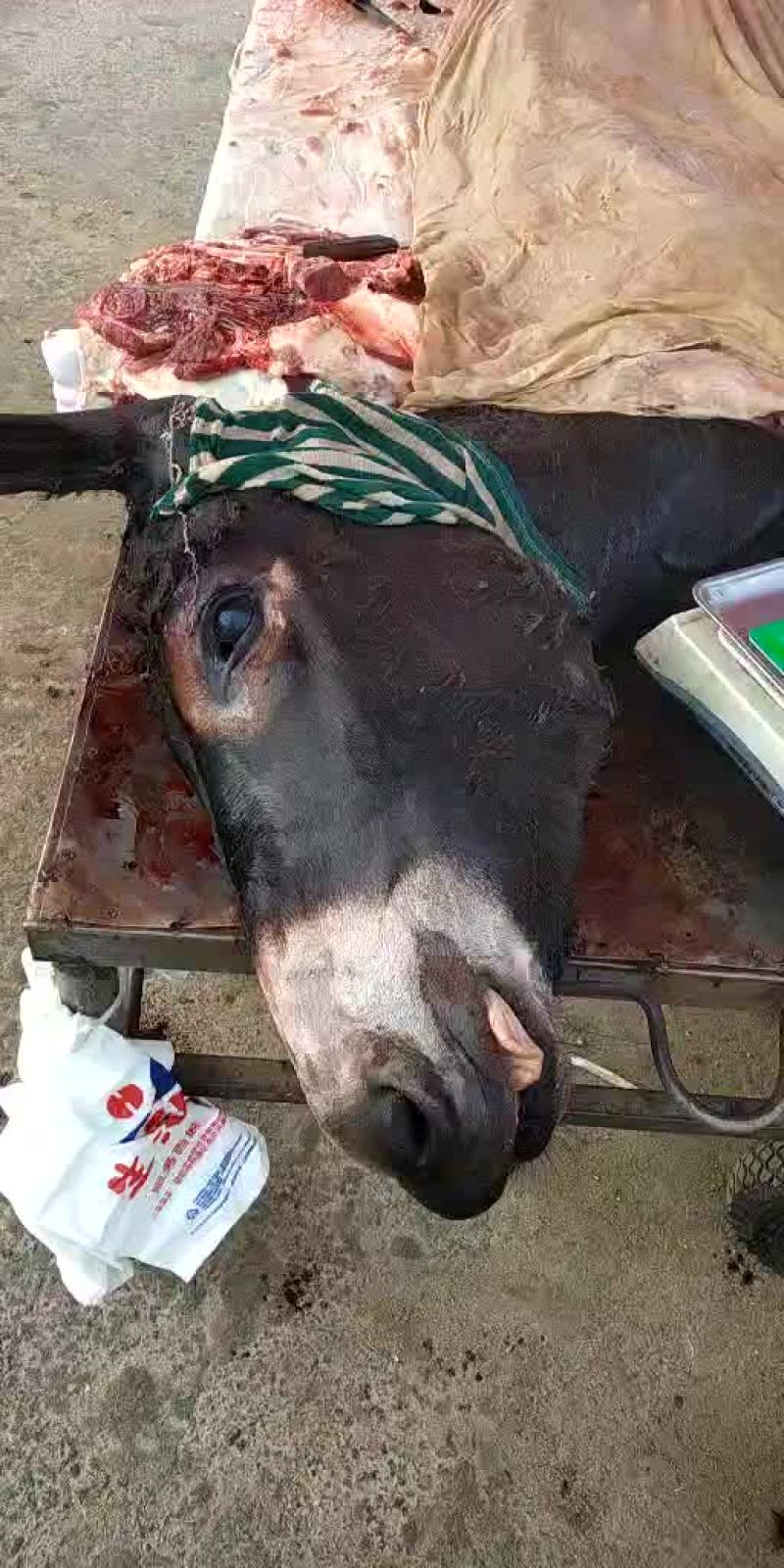新鲜驴肉