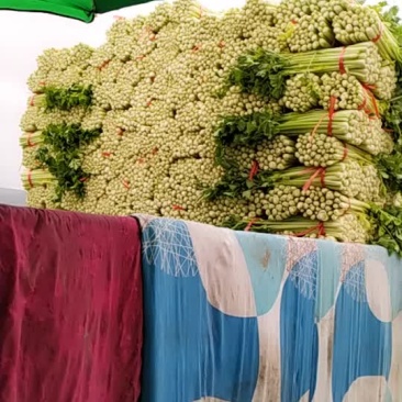 毛芹.