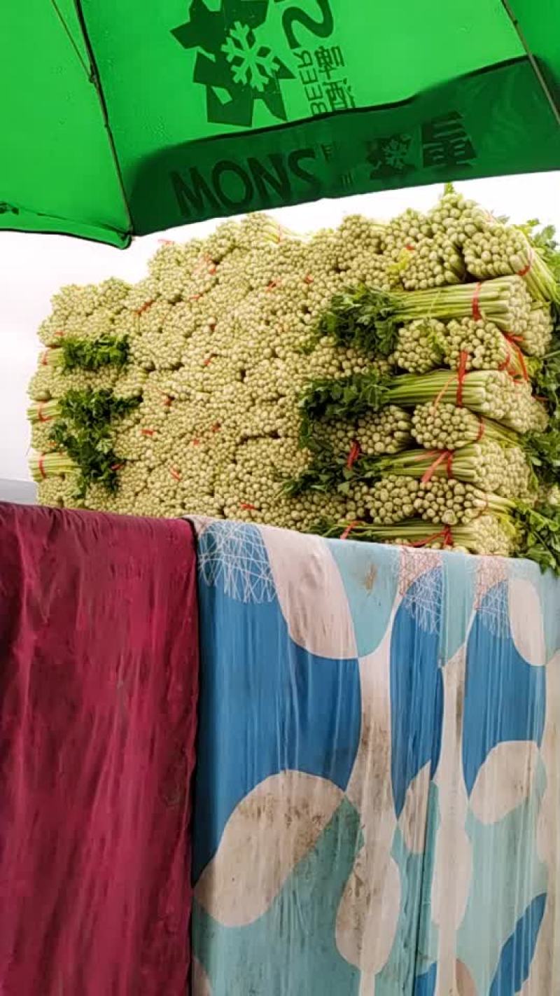 毛芹.