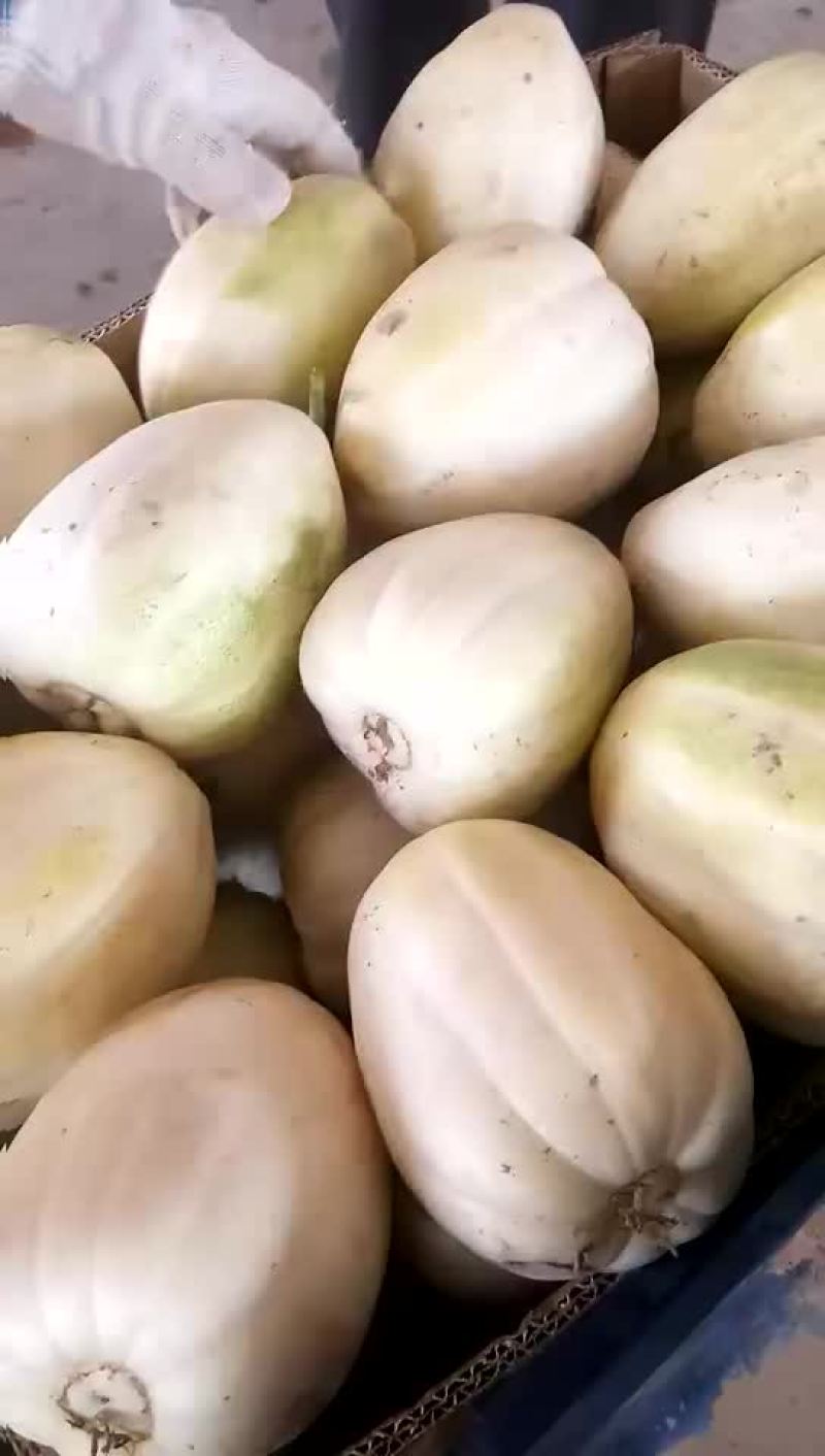 甜瓜大量上市
