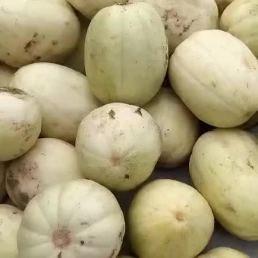 甜瓜大量上市