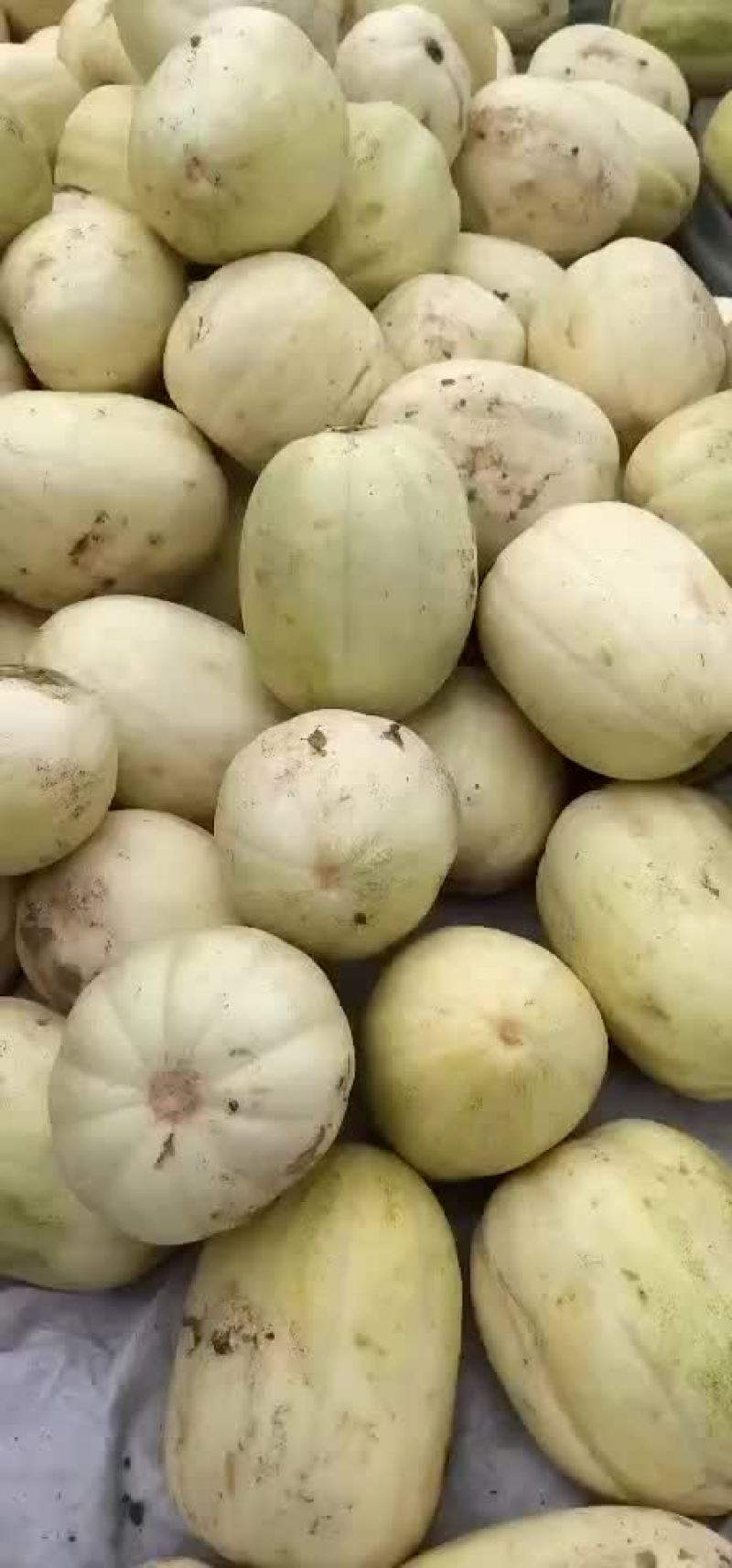 甜瓜大量上市