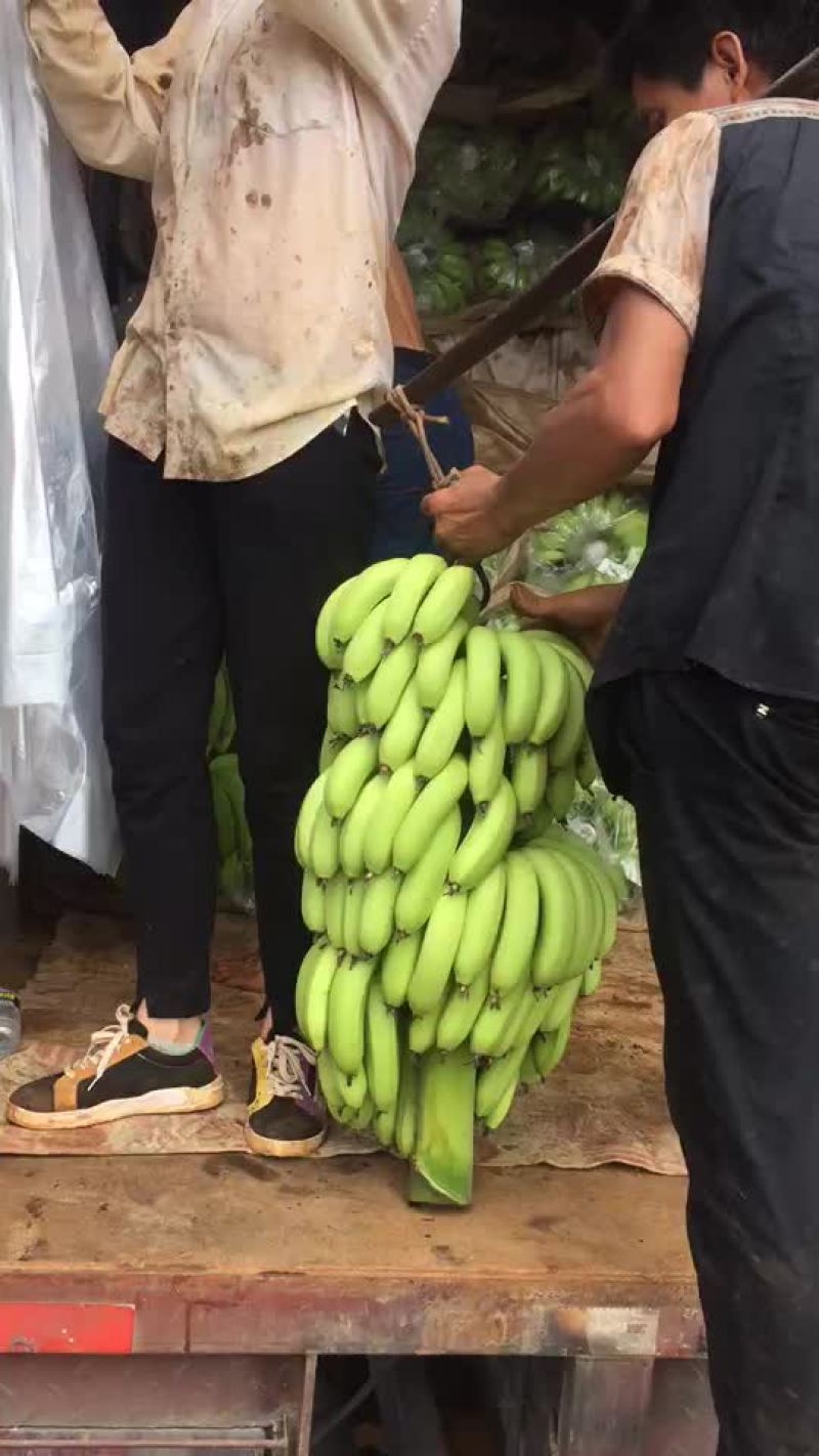 芭茜香蕉