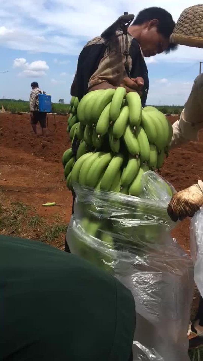 芭茜香蕉