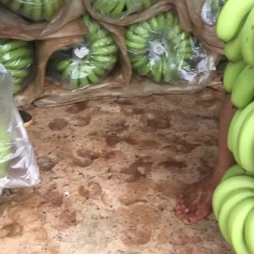 芭茜香蕉