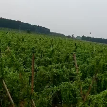 麻山药
