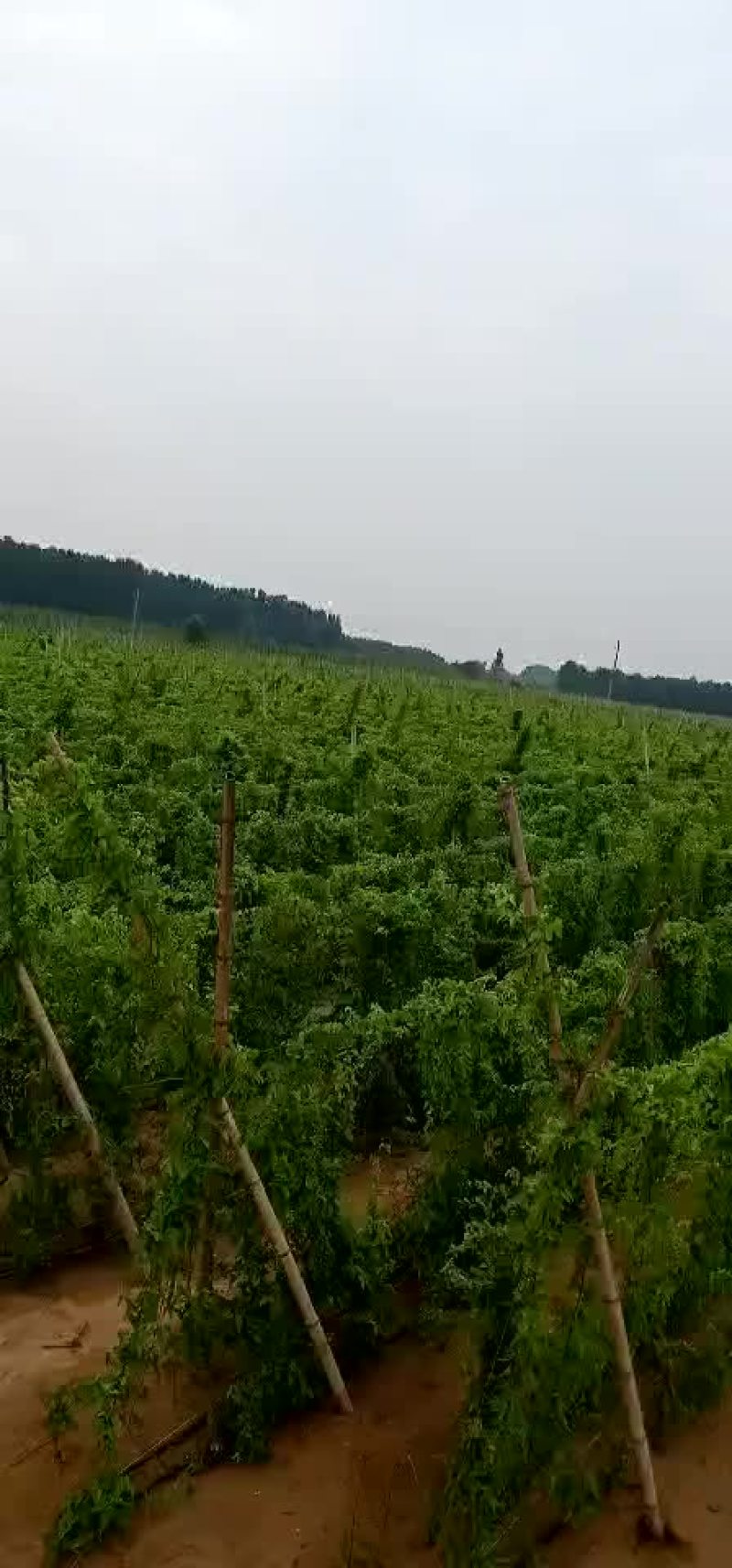 麻山药