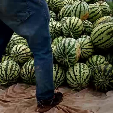 金城五号，个头大，熟度好