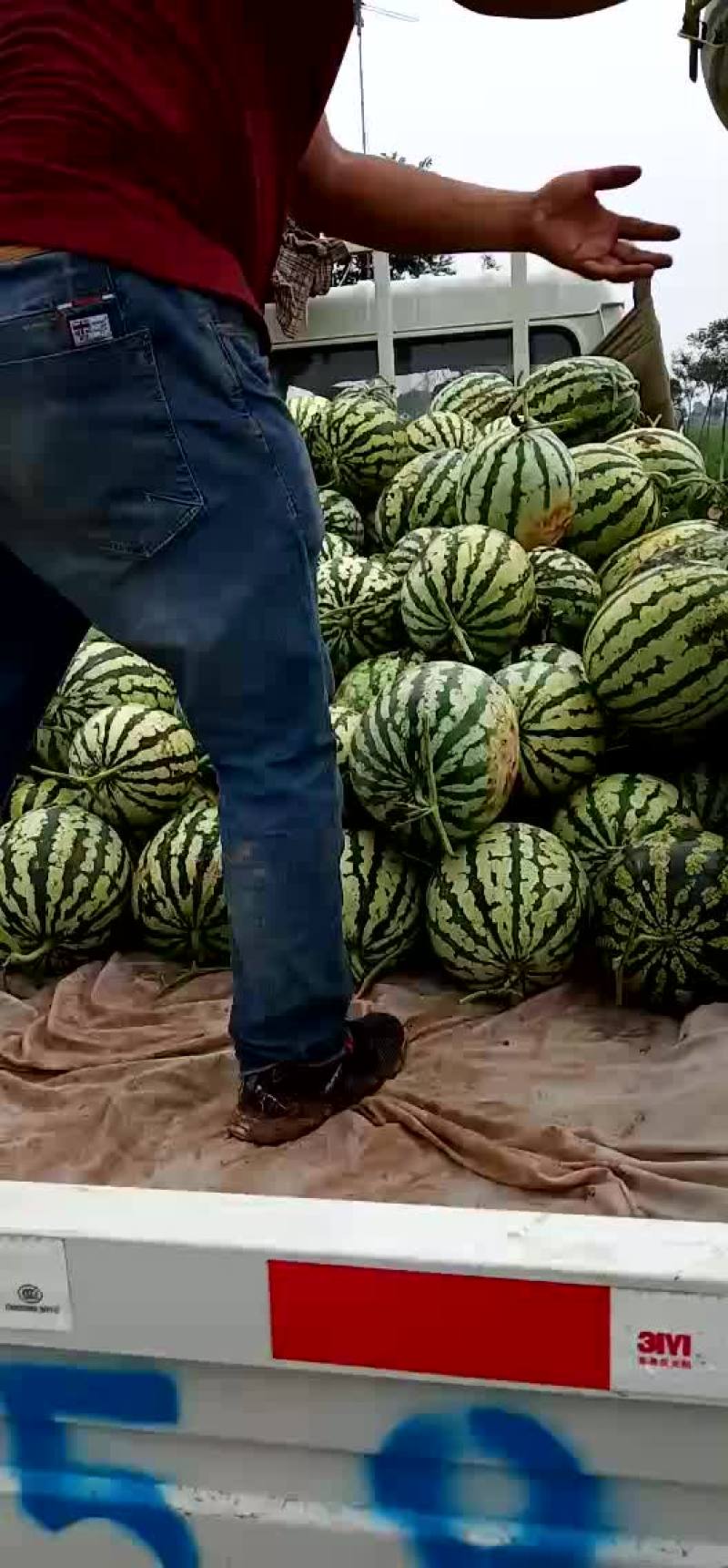 金城五号，个头大，熟度好
