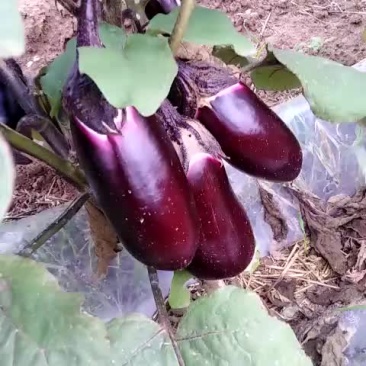 长茄子