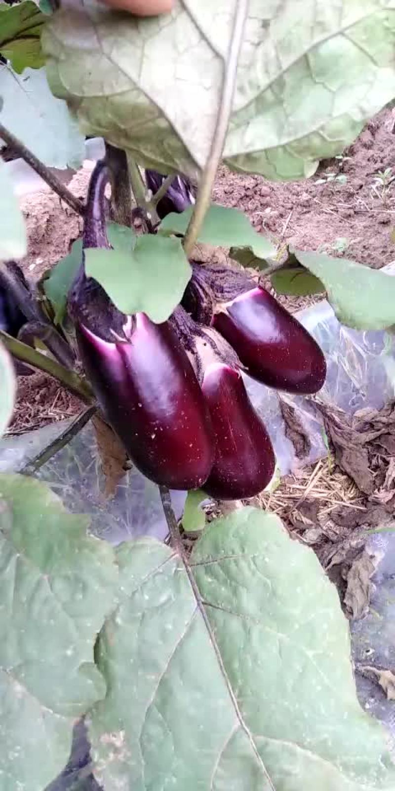 长茄子