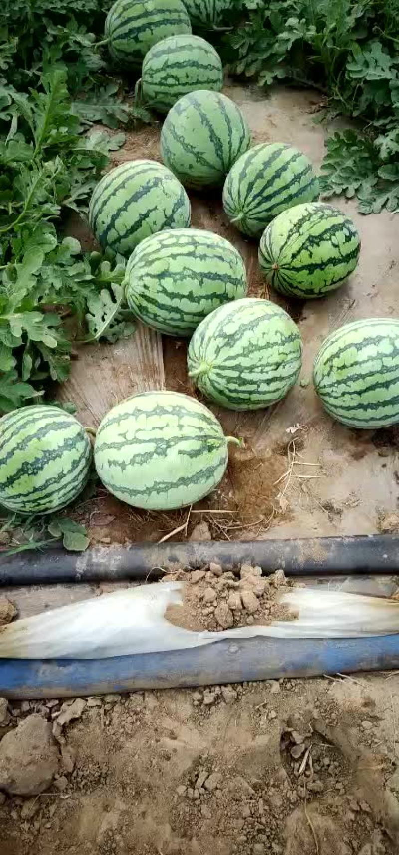 西瓜