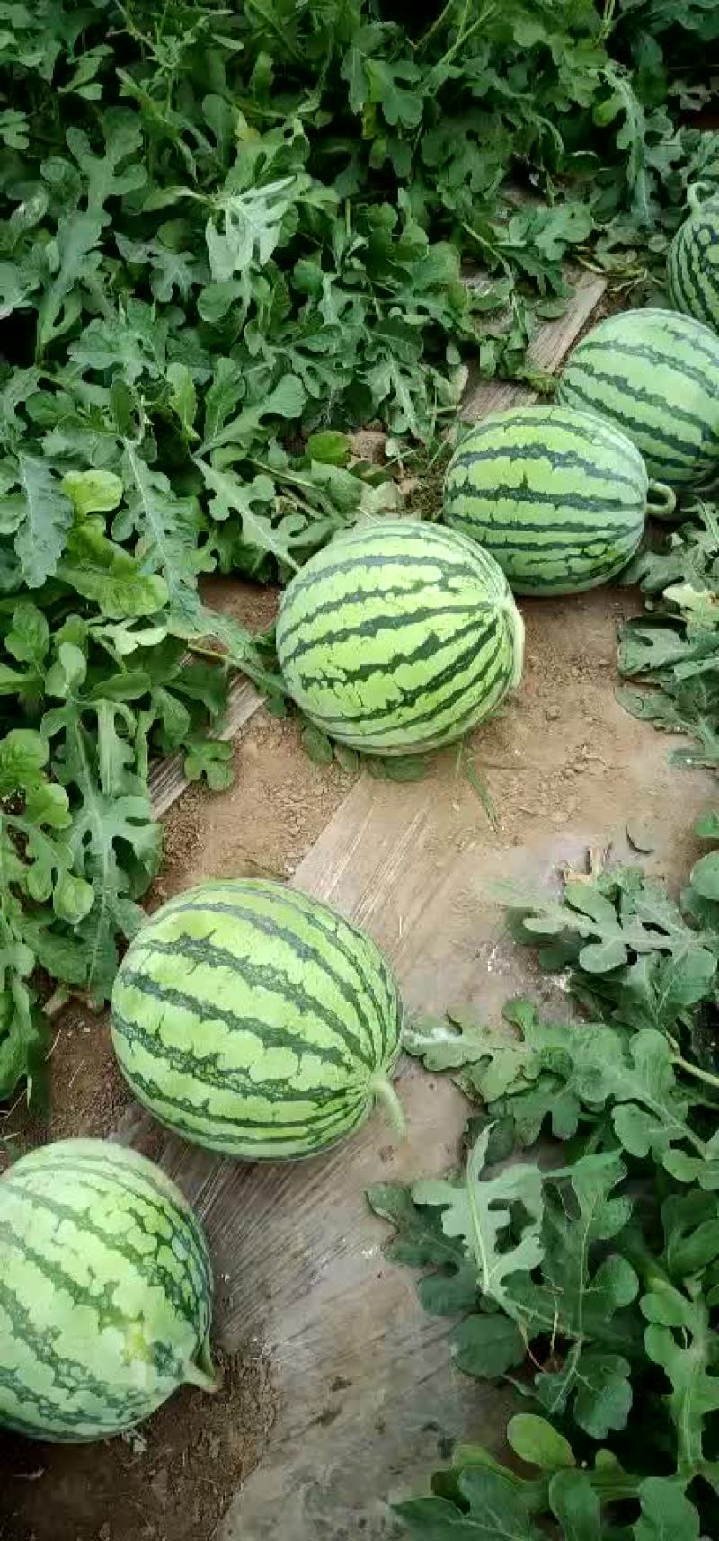 西瓜