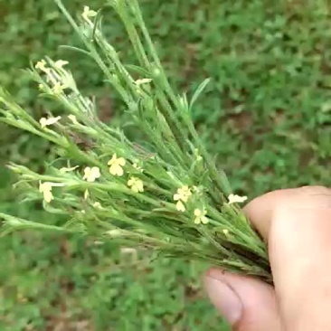 全野生独脚金