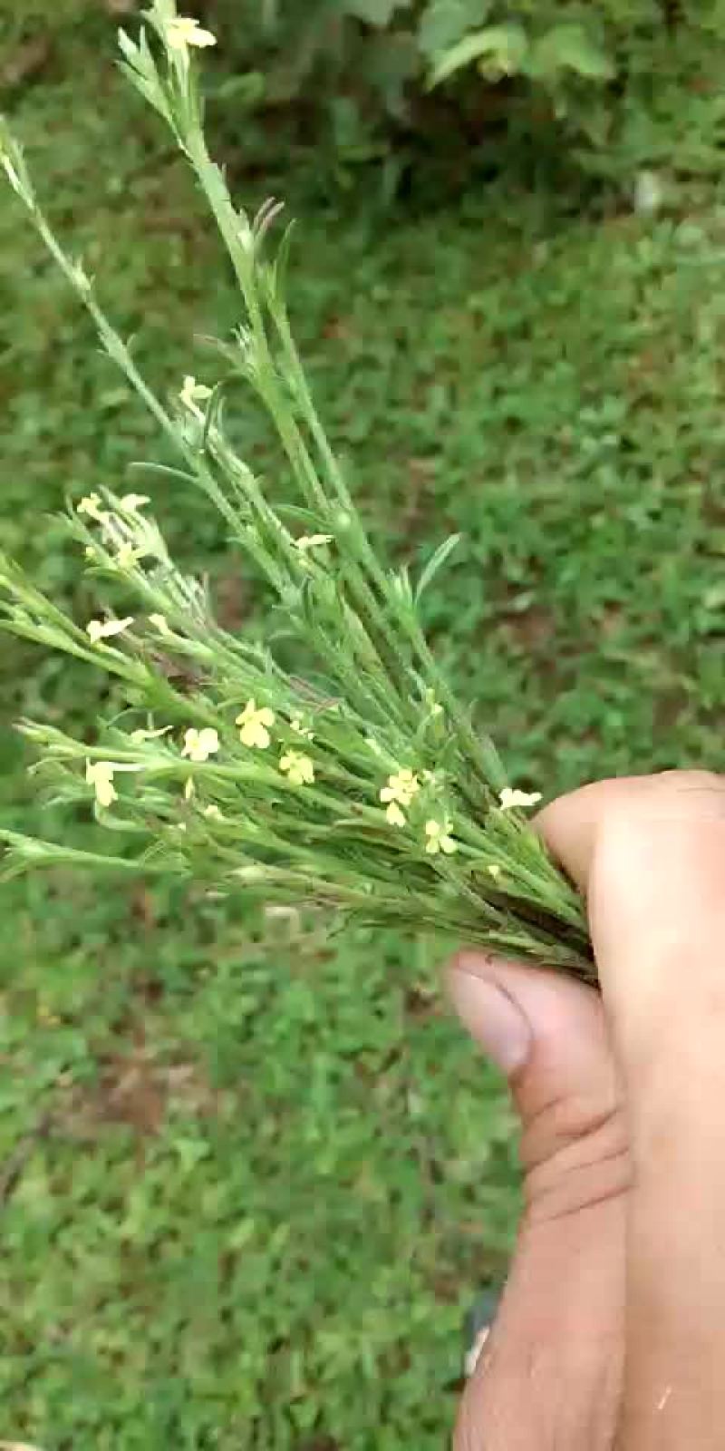 全野生独脚金