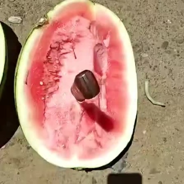 宁夏硒砂瓜